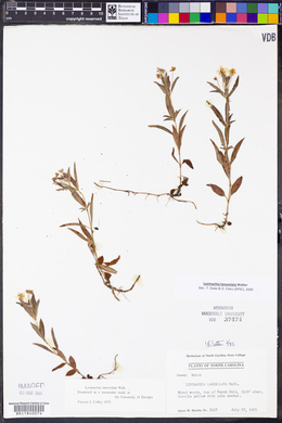 Lysimachia lanceolata image