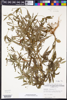 Lysimachia lanceolata image