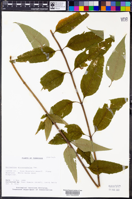Helianthus microcephalus image