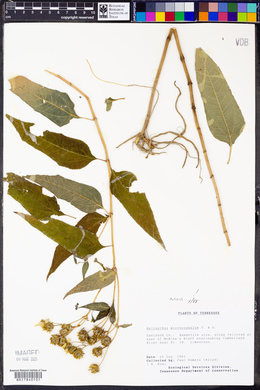 Helianthus microcephalus image