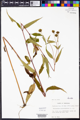 Helianthus microcephalus image