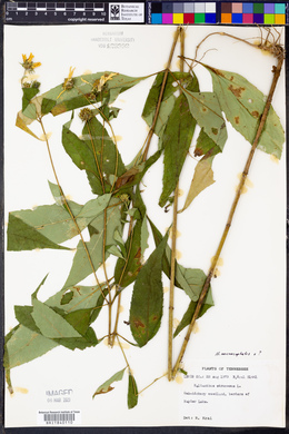 Helianthus strumosus image