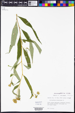 Helianthus microcephalus image