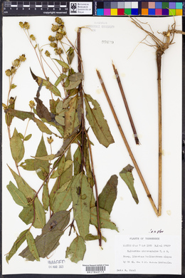 Helianthus microcephalus image