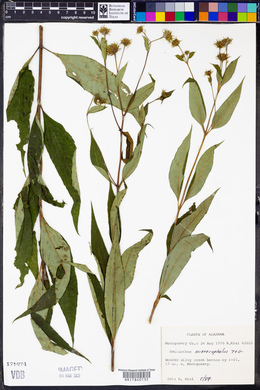 Helianthus microcephalus image