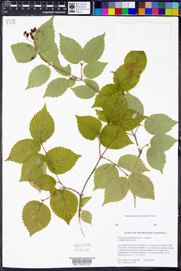 Viburnum rafinesqueanum image