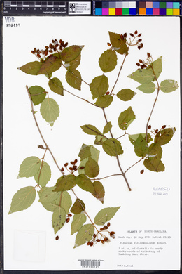 Viburnum rafinesqueanum image