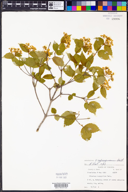 Viburnum rafinesqueanum image