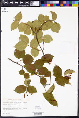 Viburnum rafinesqueanum image