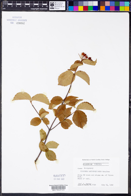 Viburnum rafinesqueanum image