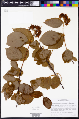 Viburnum dentatum var. dentatum image