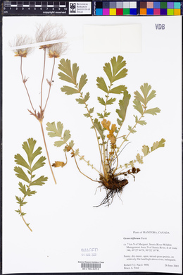 Geum triflorum image