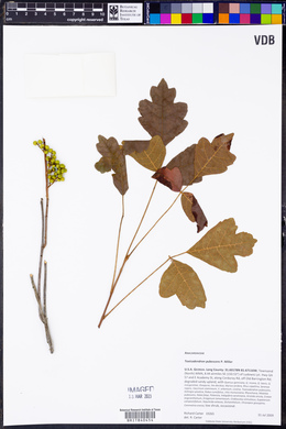 Toxicodendron pubescens image