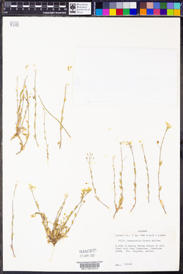 Paysonia lyrata image