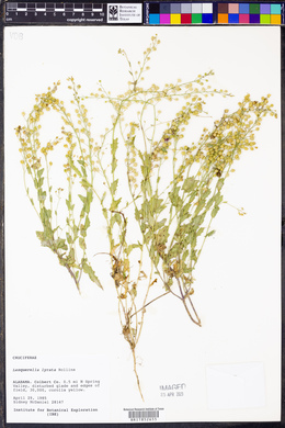 Paysonia lyrata image