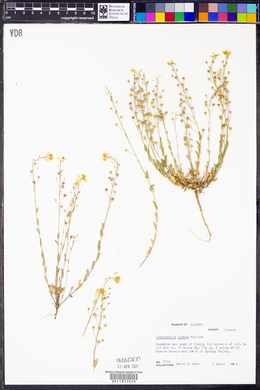 Paysonia lyrata image