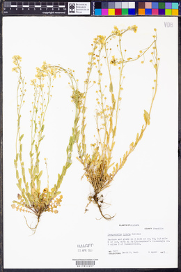 Paysonia lyrata image
