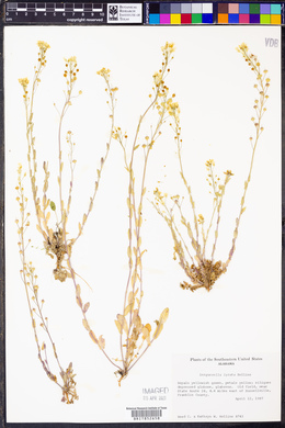 Paysonia lyrata image