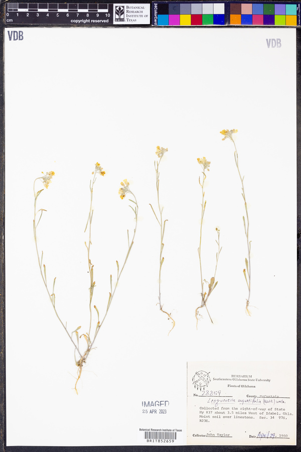 Physaria angustifolia image