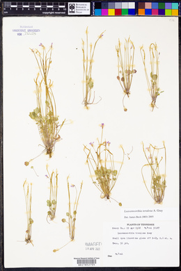 Leavenworthia torulosa image