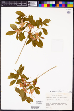 Rhododendron speciosum image