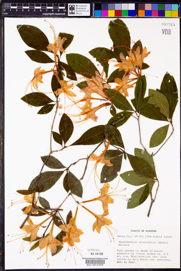 Rhododendron prunifolium image