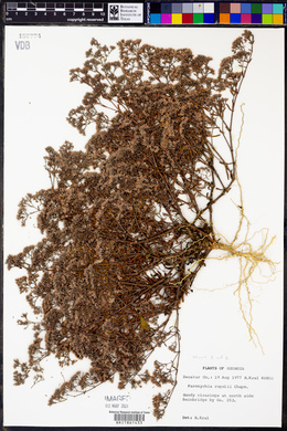Paronychia rugelii image