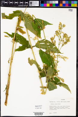 Silene ovata image