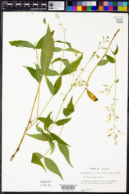 Silene ovata image