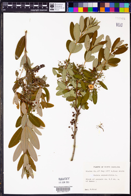 Kalmia angustifolia image