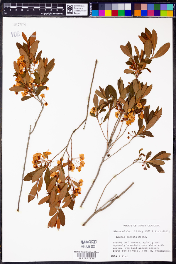 Kalmia cuneata image