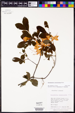 Rhododendron cumberlandense image