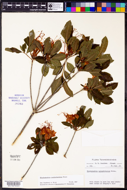 Rhododendron cumberlandense image