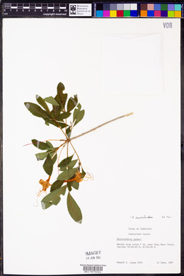 Rhododendron cumberlandense image