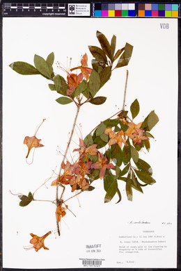 Rhododendron cumberlandense image