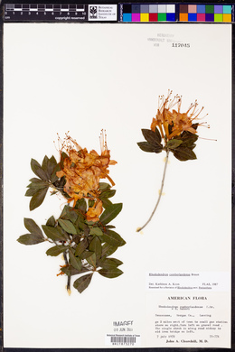 Rhododendron cumberlandense image