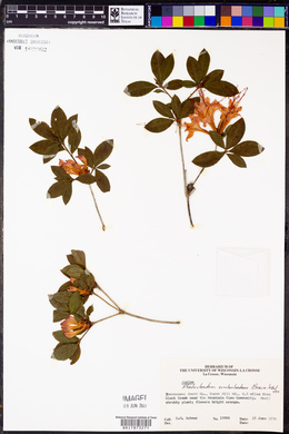 Rhododendron cumberlandense image