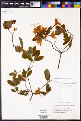 Rhododendron cumberlandense image