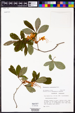 Rhododendron cumberlandense image