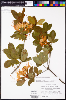 Rhododendron cumberlandense image