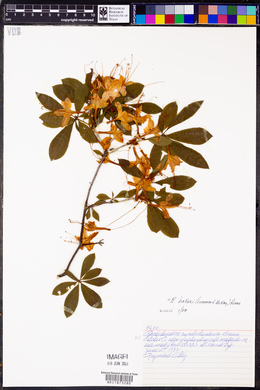 Rhododendron cumberlandense image