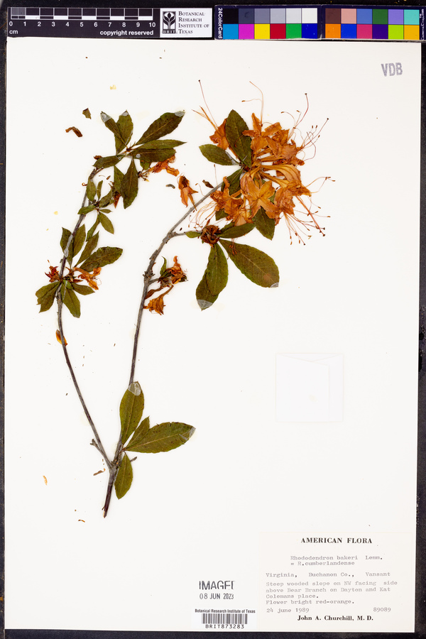 Rhododendron bakeri image