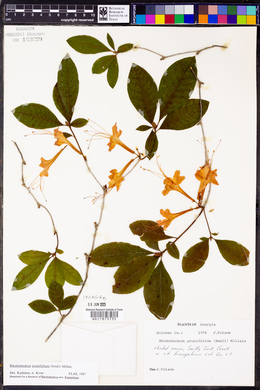 Rhododendron prunifolium image