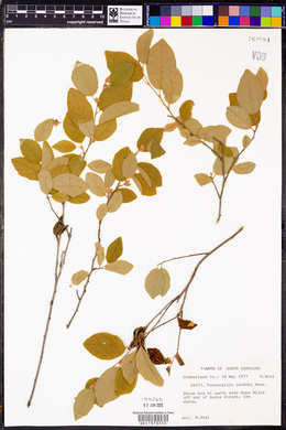 Fothergilla gardenii image