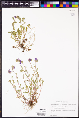 Phacelia dubia var. georgiana image