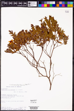 Hypericum edisonianum image