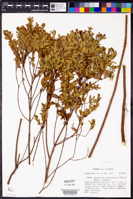 Hypericum edisonianum image