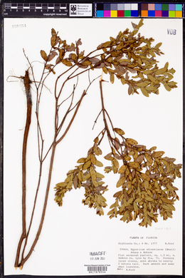 Hypericum edisonianum image