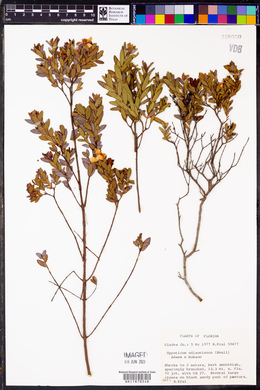 Hypericum edisonianum image