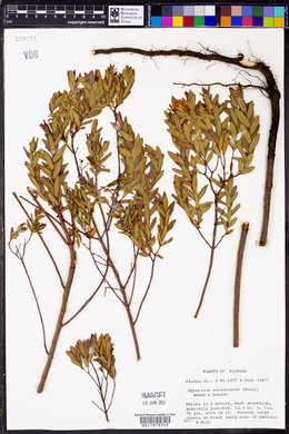 Hypericum edisonianum image